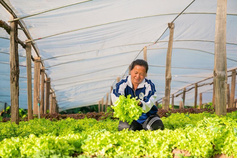 Toxin-Free Vegetables - Phu Thap Boek, Phetchabun