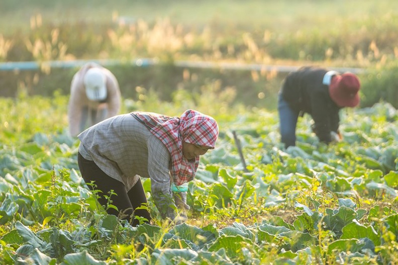 The Secrets Behind Organic Farming of Mae Tha Community